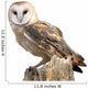 Barn Owl