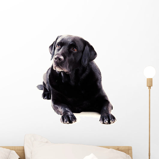 Labrador Sitting