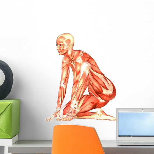 Human Anatomy Wall Decal
