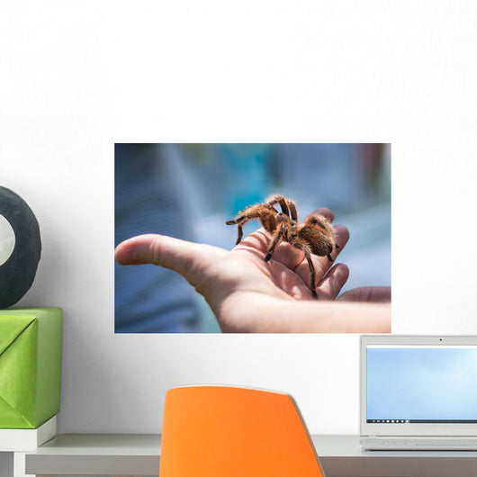 Child Holding Tarantula Spider Wall Decal