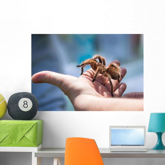Child Holding Tarantula Spider Wall Decal