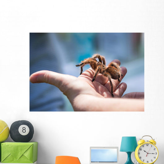 Child Holding Tarantula Spider Wall Decal