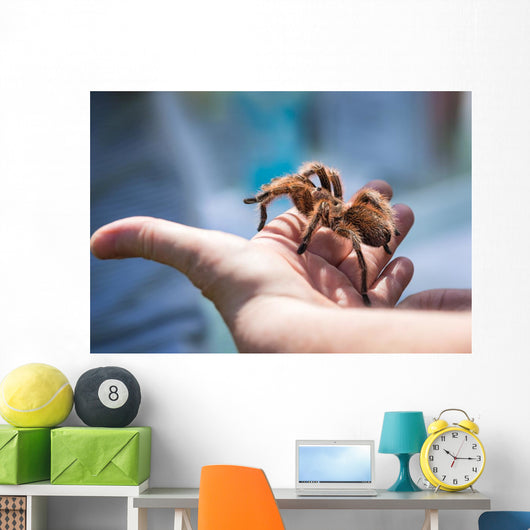 Child Holding Tarantula Spider Wall Decal