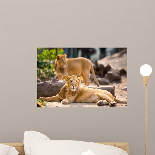 Young Lion Resting