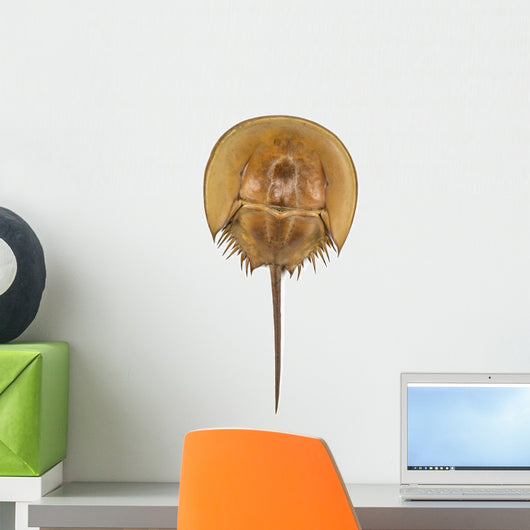 Californian Horseshoe Crab Isolated on White Background. Wall Decal