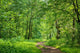 Path Wood