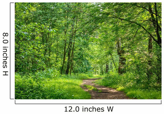 Path Wood