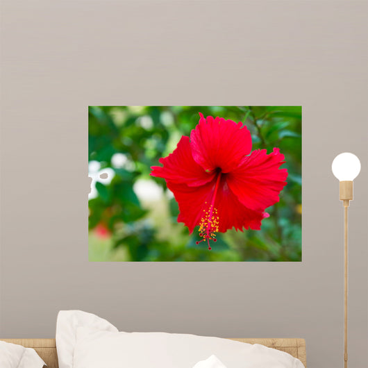 Red Flower Hibiscus