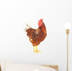 Rooster Brown