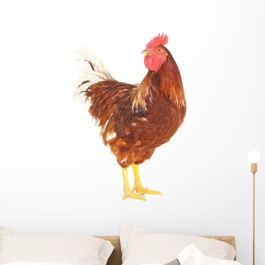 Rooster Brown