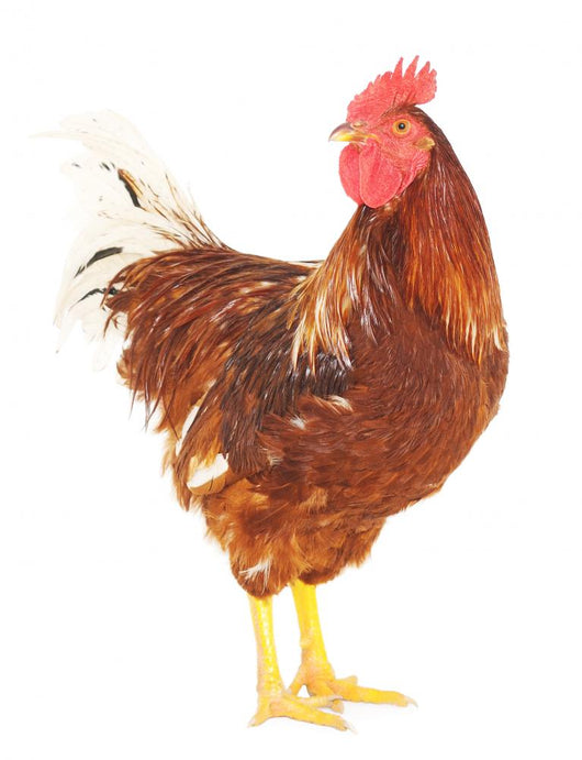 Rooster Brown