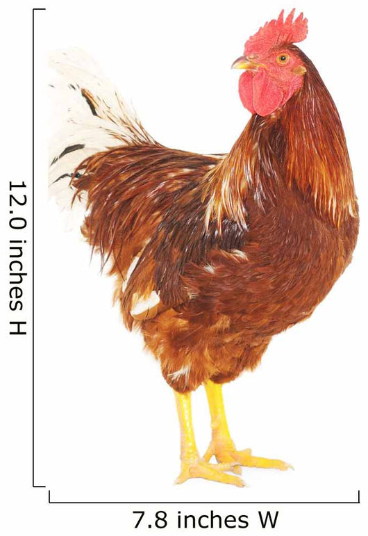 Rooster Brown
