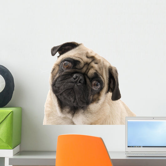 Pug Looking Concerned, Isolated Against White Wall Mural