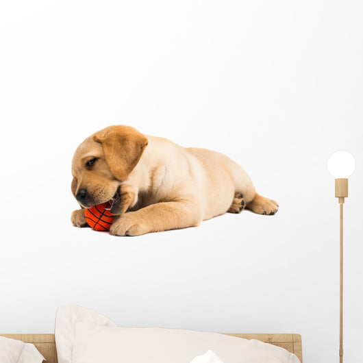 Labrador Puppy