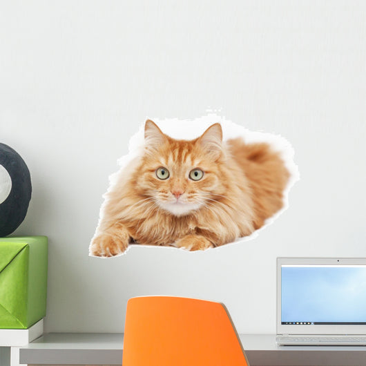 Fluffy Red Cat Isolated on White Background Wall Decal