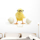 Chicken Coming out White