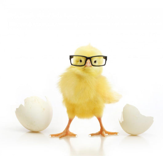 Chicken Coming out White