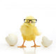 Chicken Coming out White