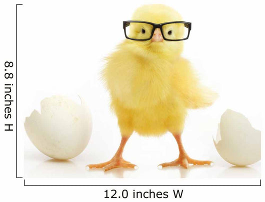 Chicken Coming out White