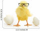 Chicken Coming out White