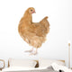 Orpington Chicken Wall Decal