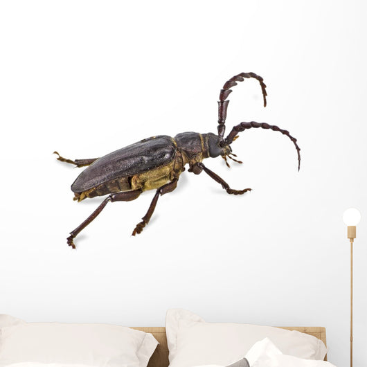 Longhorn Beetle White Wall Decal