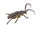 Longhorn Beetle White Wall Decal