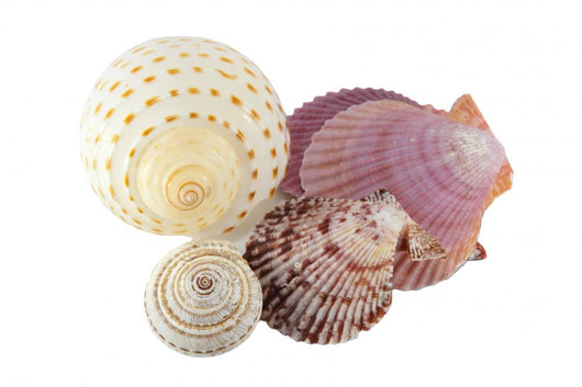 Shell Wall Decal