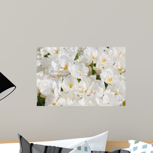 White Blooming Tulips Spring