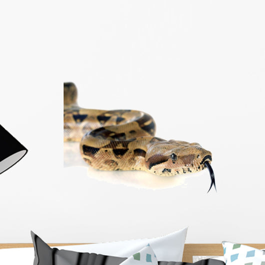 Boa Constrictor