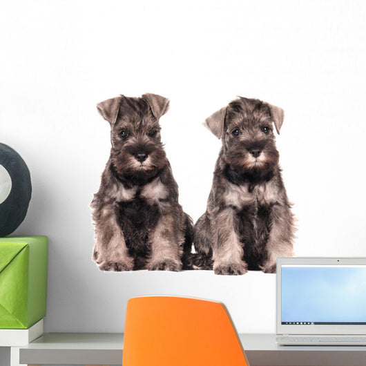 Miniature Schnauzer Puppies Siblings