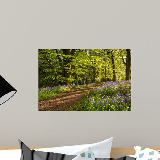 Path through Bluebell Wood