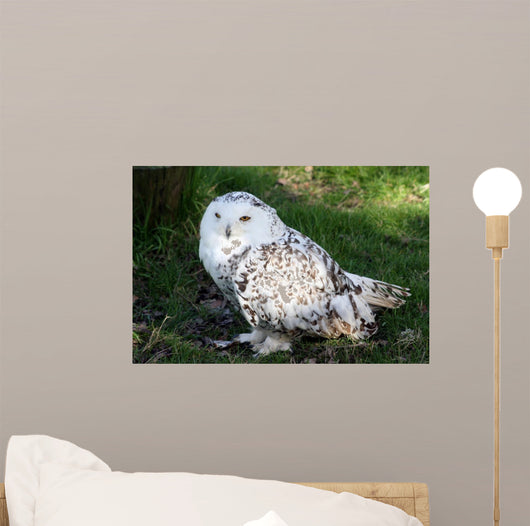 Snowy Owl