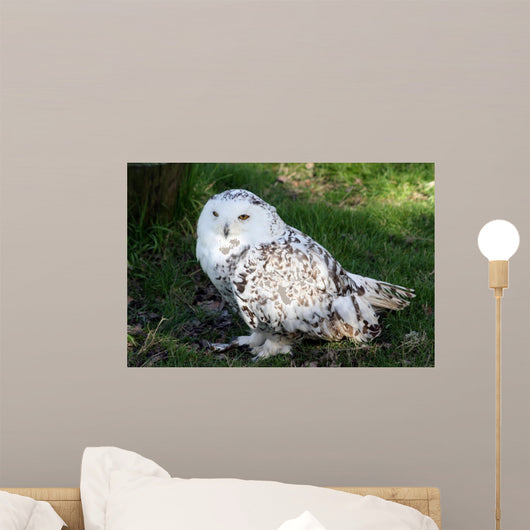 Snowy Owl