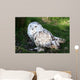 Snowy Owl