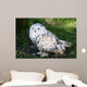 Snowy Owl