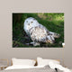 Snowy Owl