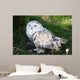 Snowy Owl