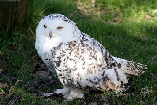 Snowy Owl