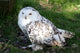 Snowy Owl