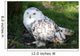 Snowy Owl