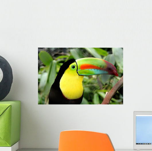 Toucan