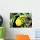 Toucan