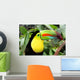 Toucan