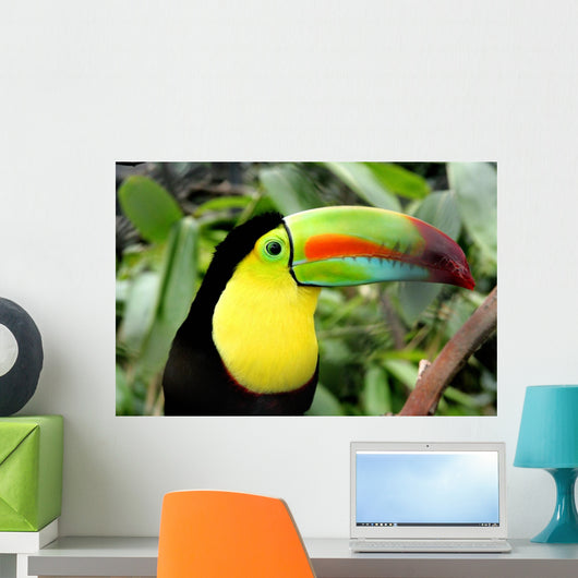 Toucan