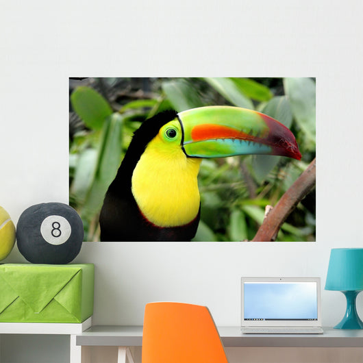 Toucan