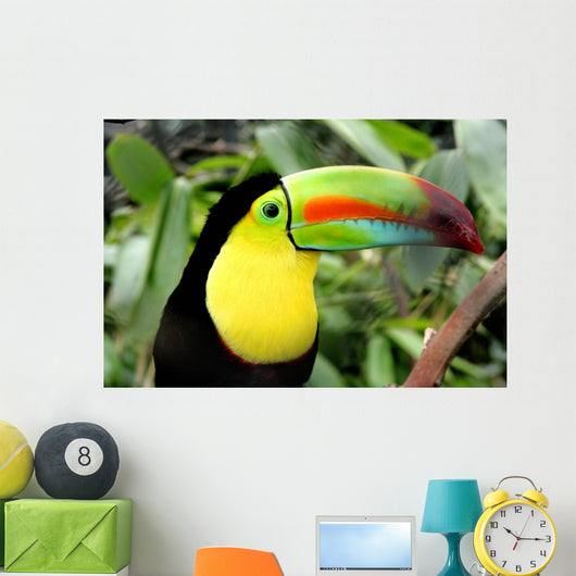 Toucan