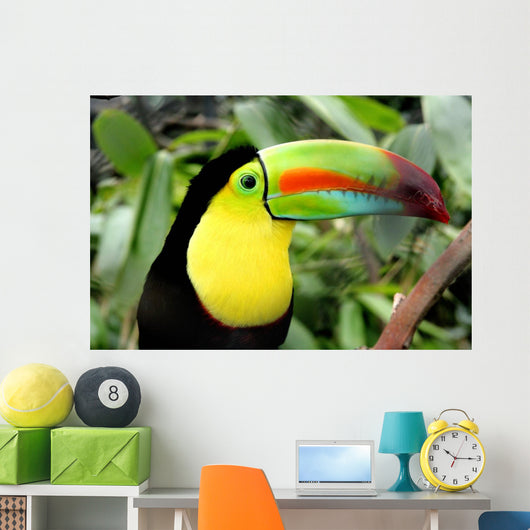 Toucan