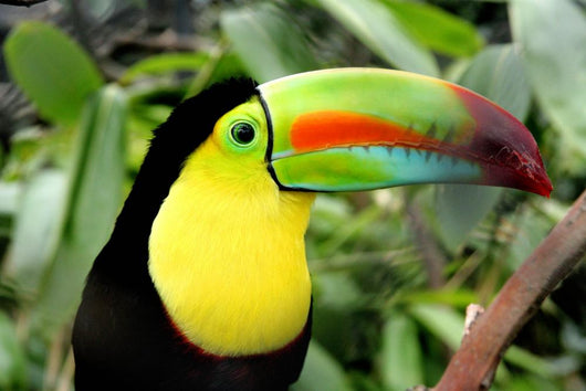 Toucan