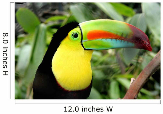 Toucan